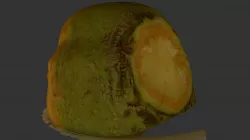 Lanttu