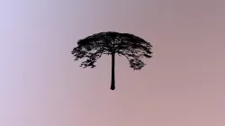 Moabi, Lopé National Park, Gabon