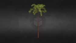 Palm