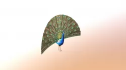 Peacock