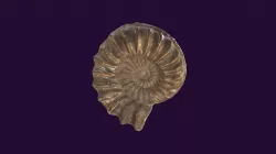 Pleuroceras spinatum (pyritized)