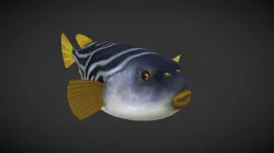 Puffer Fish