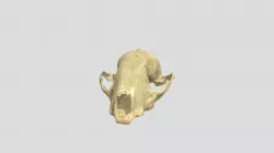 Racoon Skull
