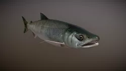 Salmon