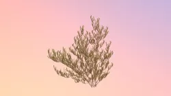 Scrub Rosemary (Ceratiola Ericoides)