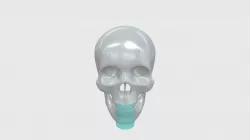 Sectional Mandible F