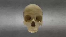 SfM Human Cranium