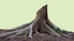 Thai Forest - Tree Roots