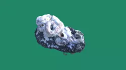 Vermetidae (worm snail) on lava
