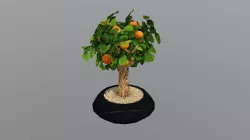 Western Mikan Bonsai Tree