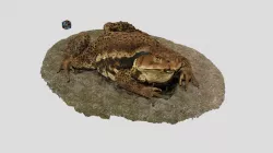 ニホンヒキガエル Bufo japonicus japonicus