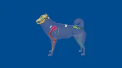 3D Dog Bone Project: Partial Dog Skeleton