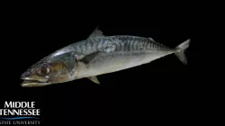 Altantic Mackerel - Scomber scombrus