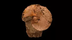 Ammonites: Discoscalphites glusus
