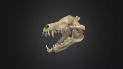 Andrewsarchus mongoliensis AMNH 20135