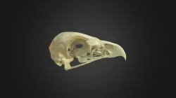 Aquila chrysaetos, skull