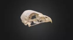 Aquila fasciata, skull