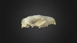 Atelerix algirus, skull
