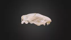 Atelerix algirus, skull