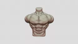 bodybuilder Torso