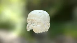 Bone