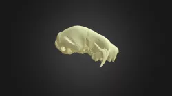 Bradypus variegatus, skull