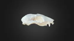 Caluromys sp. , skull