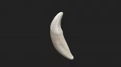 canine tooth (dens caninus) dog (upper jaw)