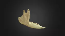 Chaetophractus sp. , mandible