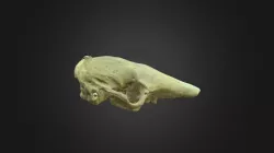 Chaetophractus sp. , skull