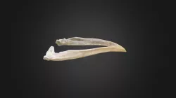 Circaetus gallicus, mandible