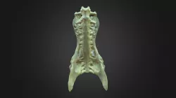 Circaetus gallicus, pelvis