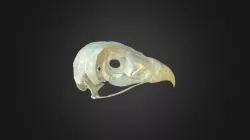 Circaetus gallicus, skull