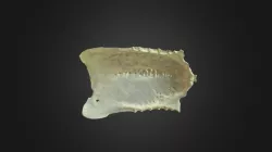 Circaetus gallicus, sternum