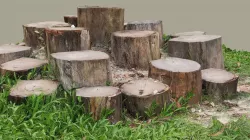 Circle of trunks