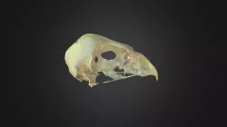 Circus cyaneus, skull