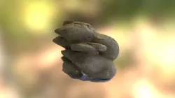 concretions(?)