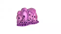 Epithelium of the Bladder (reduced file size)
