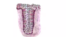 Epithelium of the Colon (reduced file size)
