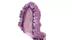 Epithelium of the Duodenum (reduced file size)