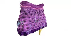 Epithelium of the Skin (reduced file size)