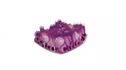 Epithelium of the trachea (reduced file size)