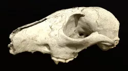 Fox Skull