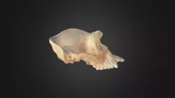 Gorilla gorilla, skull