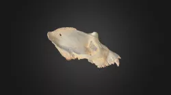Gorilla gorilla, skull