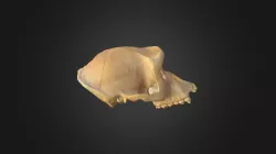 Gorilla gorilla, skull
