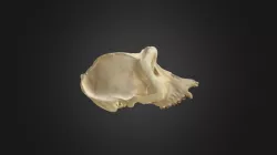 Gorilla gorilla, skull