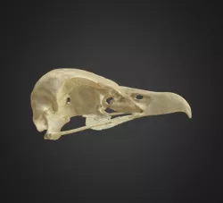 Gypaetus barbatus, skull