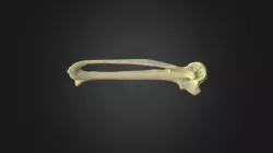 Gyps fulvus, left carpal-metacarpal