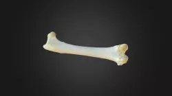 Gyps fulvus, left femur